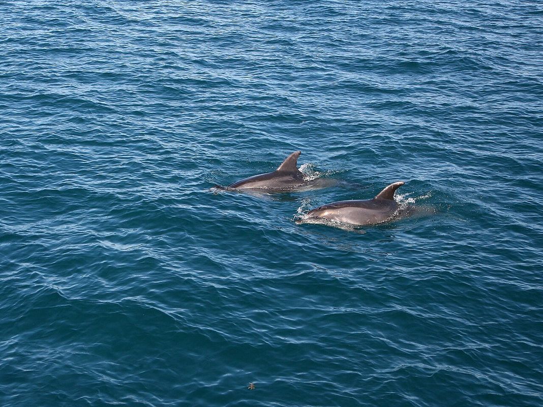 Dolphins jumping in the Bay of Islands — one of NZ's best wildlife experiences