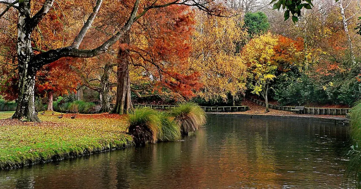 Autumn colours beside the Avon River in the Christchurch Botanic Gardens